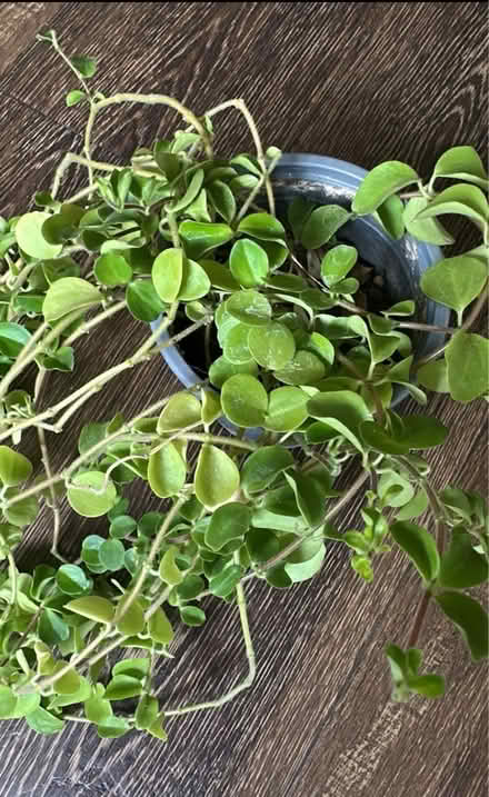 Photo of free house plant (Chigwell IG7) #2