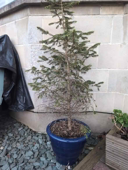Photo of free Fir tree in terracotta pot (Combe Down BA2) #1