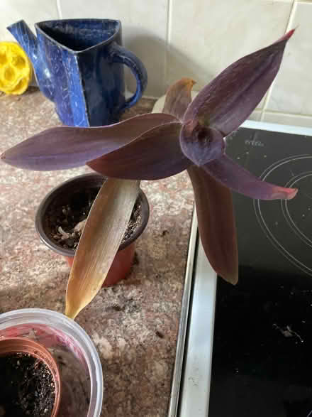 Photo of free Plants indoor (Chilwell NG9) #2