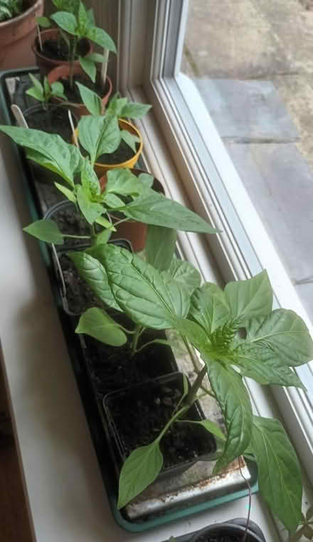 Photo of free Sweet pepper plants (Appleby-in-Westmorland CA16) #1