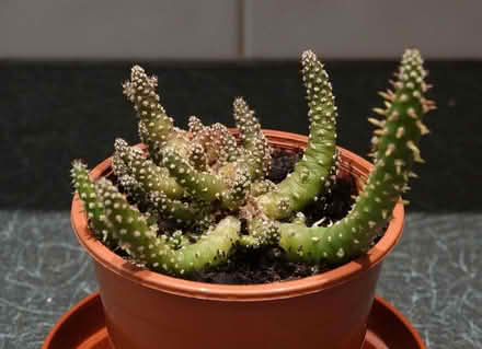 Photo of free Cactus (Kingsway BA2) #1