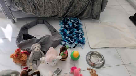 Photo of free Dog Accessories (TN25) #2
