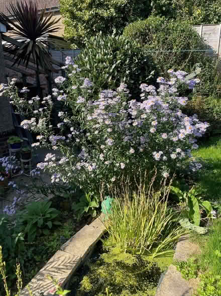 Photo of free Aster (Michaelmas Daisy) (St Leonards TN38) #1