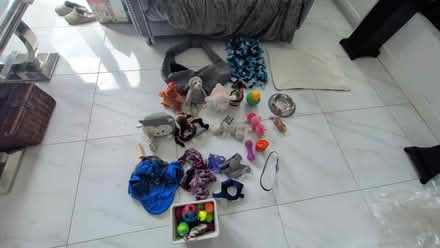 Photo of free Dog Accessories (TN25) #1