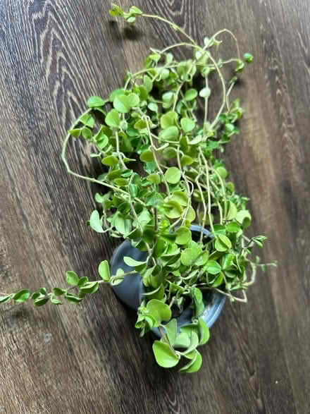 Photo of free house plant (Chigwell IG7) #1