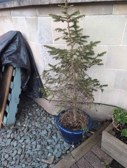 Photo of free Fir tree in terracotta pot (Combe Down BA2) #2
