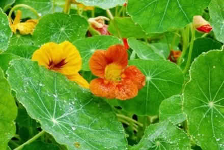 Photo of Nasturtium seedlings or seeds (Staveley LA8) #1