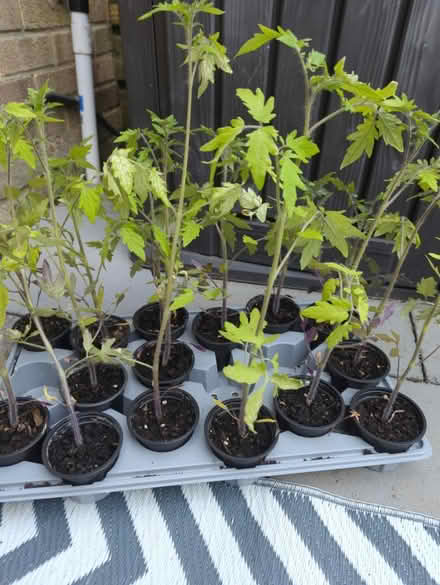 Photo of free Tomatoe plants (Intake S12) #1
