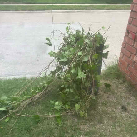 Photo of free Irish Ivy (Plano, TX. 75023) #3