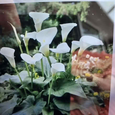 Photo of Arum lily cutting (Southport PR9) #1