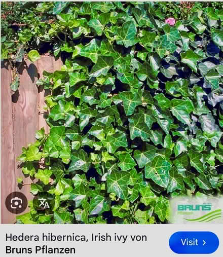 Photo of free Irish Ivy… (Plano, TX. 75023) #2