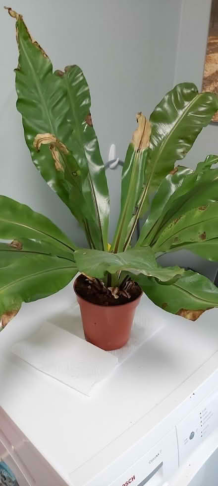 Photo of free Large houseplant fern needs TLC (Woolton L25) #2