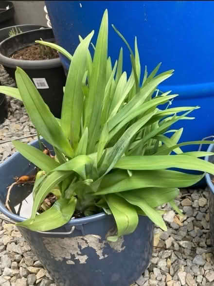 Photo of free Day Lilies (Somerset/Bayswater) #1