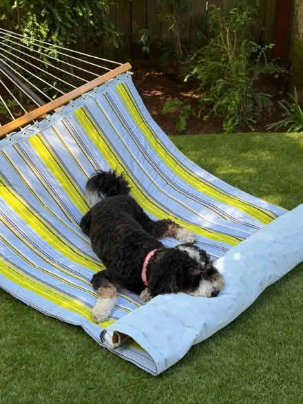 Photo of free Hammock w/stand (Larkspur ca) #3