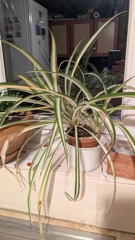 Photo of free spiderplant (Caldy Valley CH3) #1