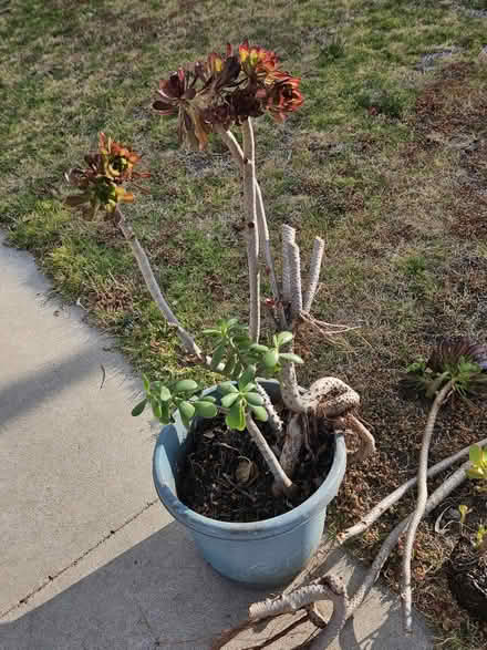 Photo of free Plants (Sevenhills) #1