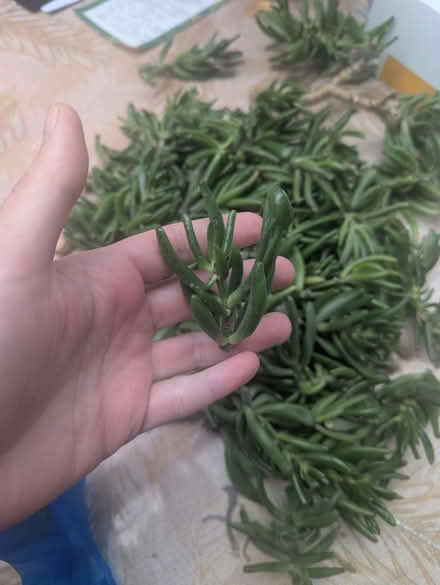 Photo of free Loads of crassula cuttings x2 (Tonbridge TN10) #3