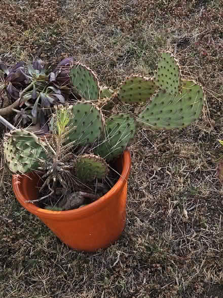 Photo of free Plants (Sevenhills) #3