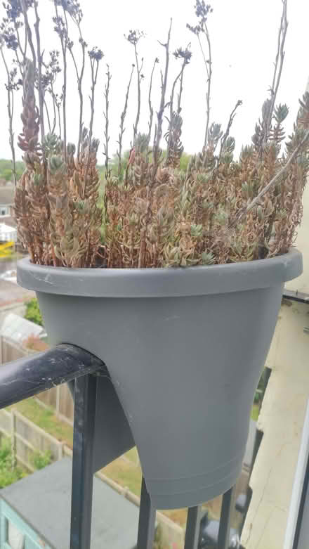 Photo of free Plant pot for balcony (Chislehurst BR7) #1