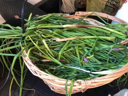 Photo of free baby clothes, plants, seeds (Glendale Heights) #4