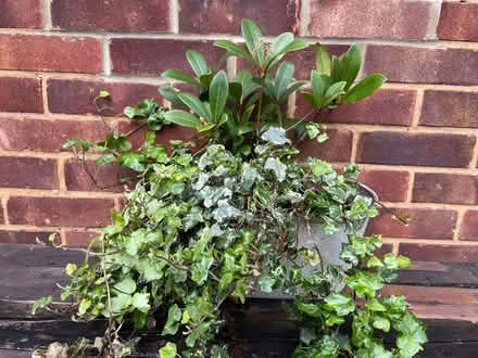 Photo of free Plastic garden trough with plants (South Tonbridge TN11) #1