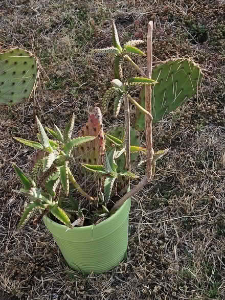 Photo of free Plants (Sevenhills) #4