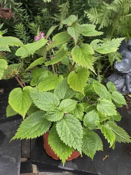 Photo of free Various Garden Plants (Bovingdon) #1