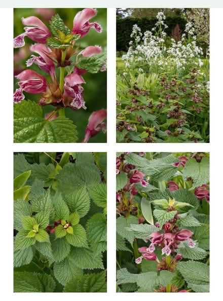 Photo of free Various Garden Plants (Bovingdon) #3