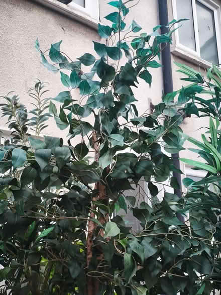 Photo of free Artificial Trees (Ballinteer) #3