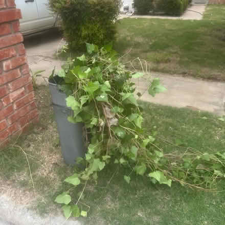 Photo of free Irish Ivy (Plano, TX. 75023) #4
