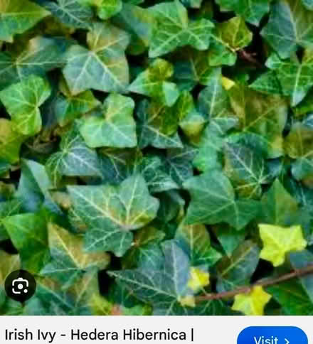 Photo of free Fresh cut Irish Ivy (Plano, TX. 75023) #1