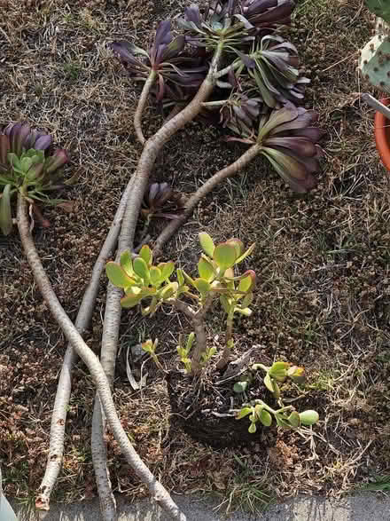 Photo of free Plants (Sevenhills) #2