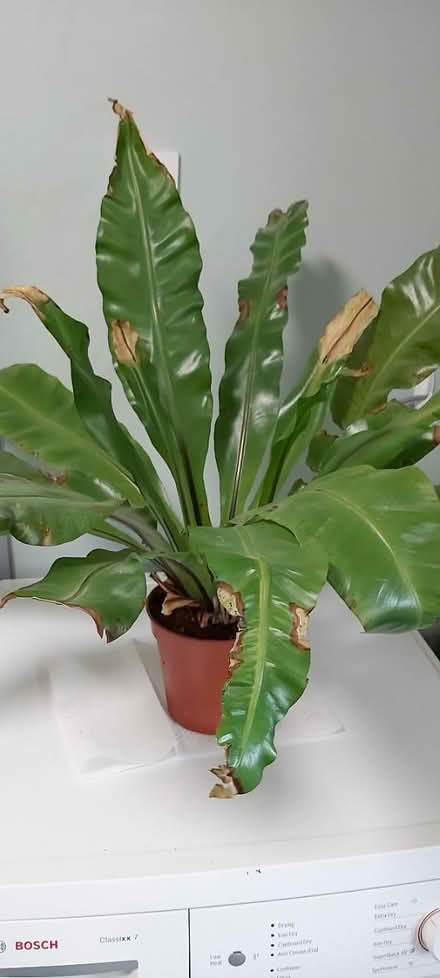 Photo of free Large houseplant fern needs TLC (Woolton L25) #1