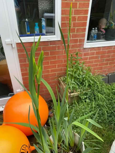 Photo of free Water irises yellow (Havant PO9) #2