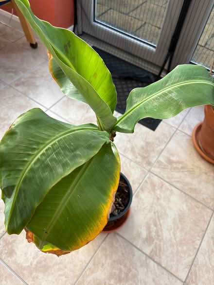 Photo of free Banana house plant (LA3 Morecambe) #2