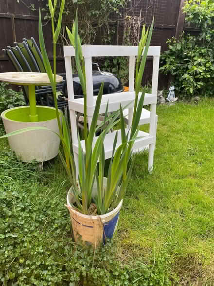 Photo of free Water irises yellow (Havant PO9) #1