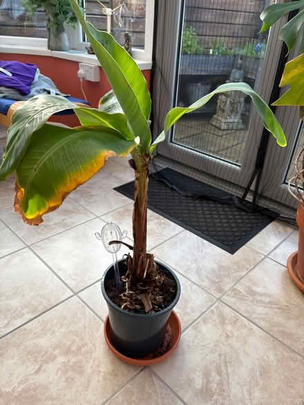 Photo of free Banana house plant (LA3 Morecambe) #1