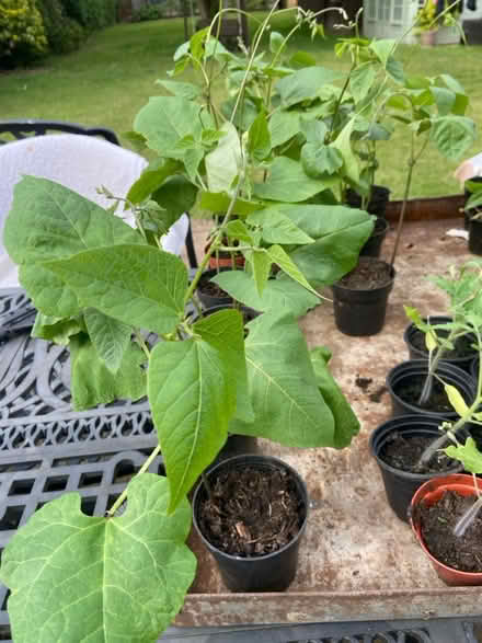 Photo of free Runner beans plants stringless (St Albans AL1) #1