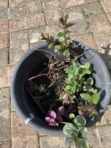 Photo of free Chocolate Mint plant (Quernmore LA1) #1