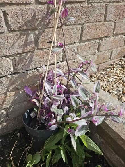 Photo of free Purple house plant (Kingswood BS15) #1