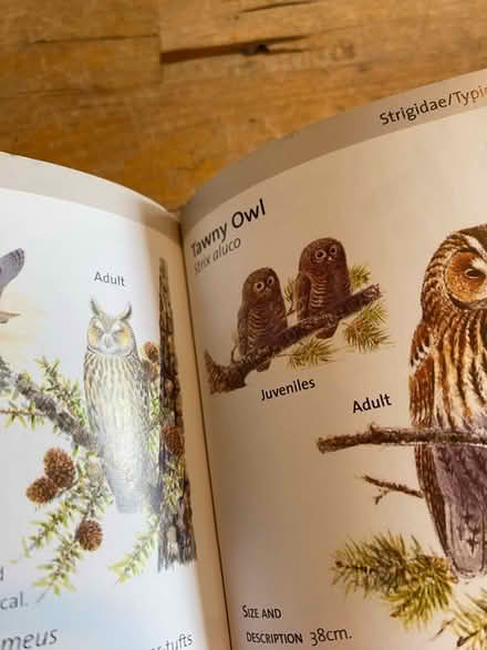 Photo of free Concise Bird Spotting Guide (Lightpill GL5) #3