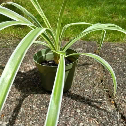 Photo of free Spider plant (Low Fell NE9) #1