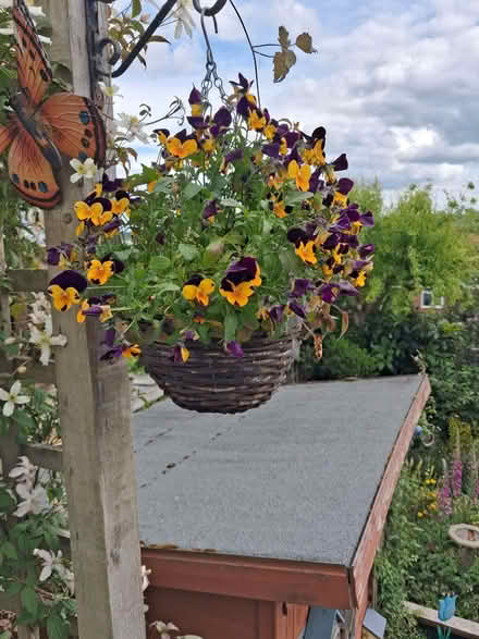 Photo of free Pansy baskets (High Brooms TN4) #1
