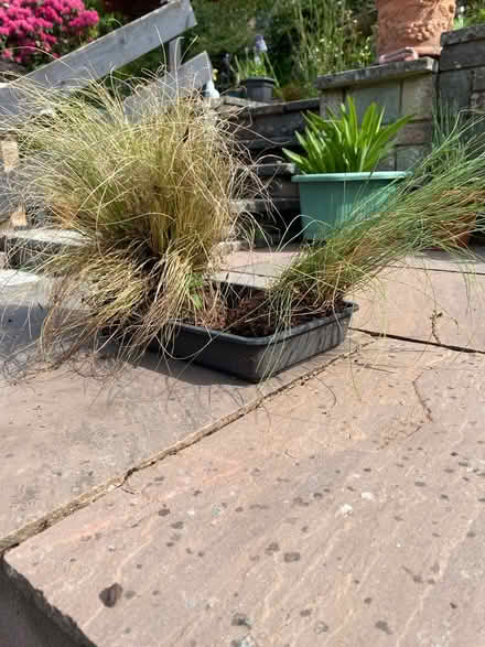 Photo of free Ornamental grasses (Brecon town) #1