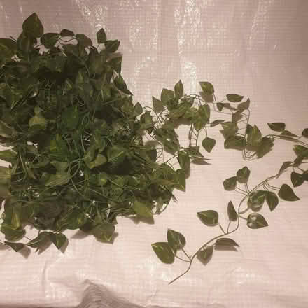 Photo of free Artificial green ivy (Central IP1) #1