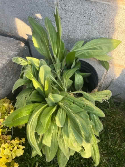 Photo of free Black eyed Susan plants (Ridley Park) #1