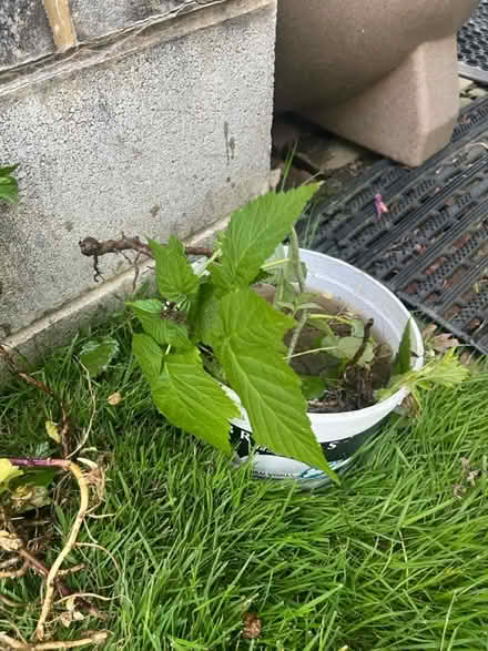Photo of free Raspberry planys (Ridley Park) #1