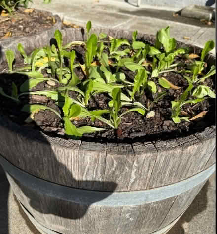 Photo of Little veggie plants (Mississauga Ontario Canada) #1
