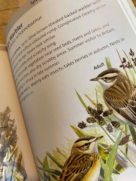 Photo of free Concise Bird Spotting Guide (Lightpill GL5) #4