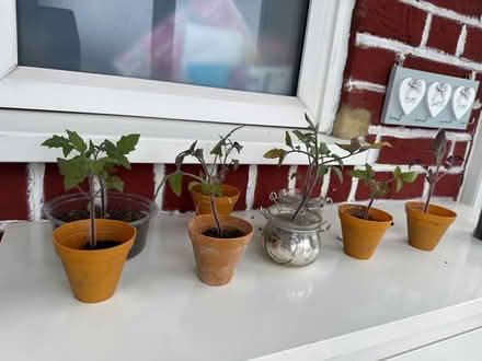 Photo of free Tomatoes (KT6) #1